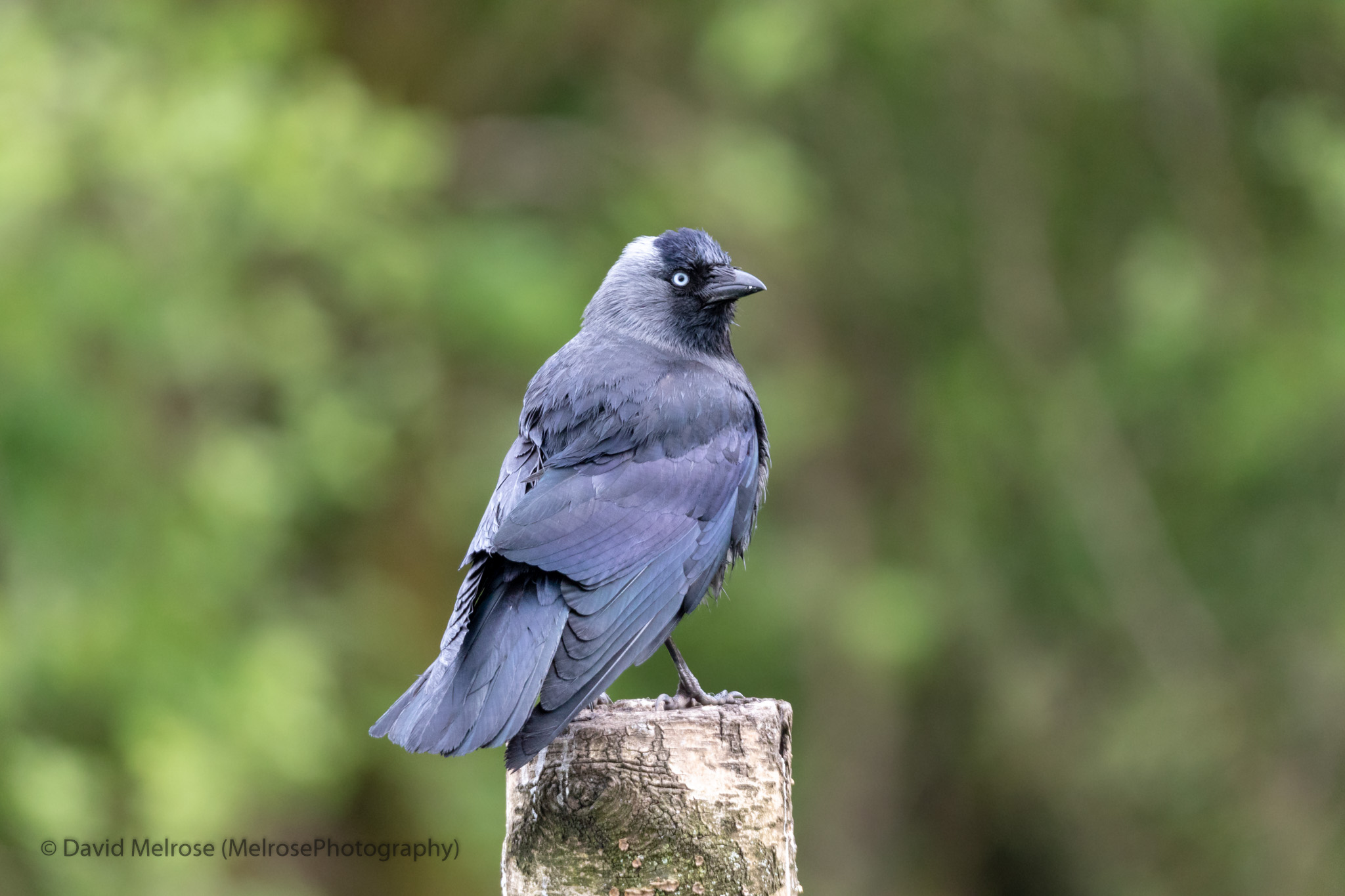 wildlife/Lochwinnoch B2 04-17 -April2017-0416.jpg